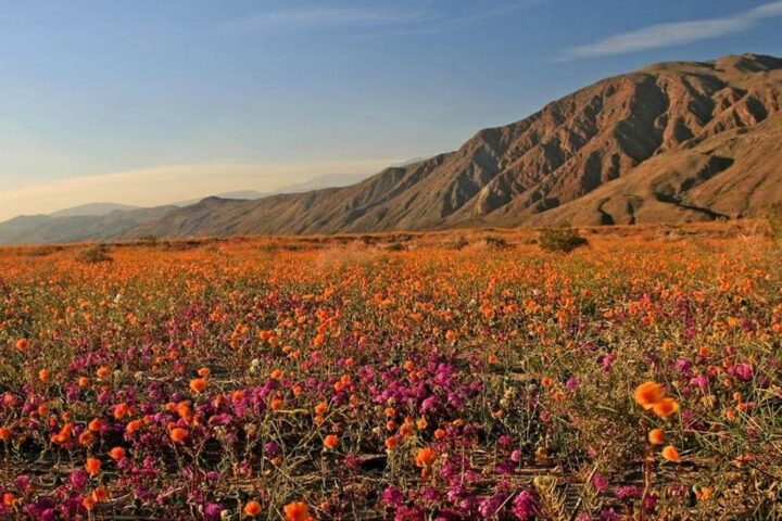 Anza-Borrego mountains in background, thousands of wildflowers in bloom in foreground
