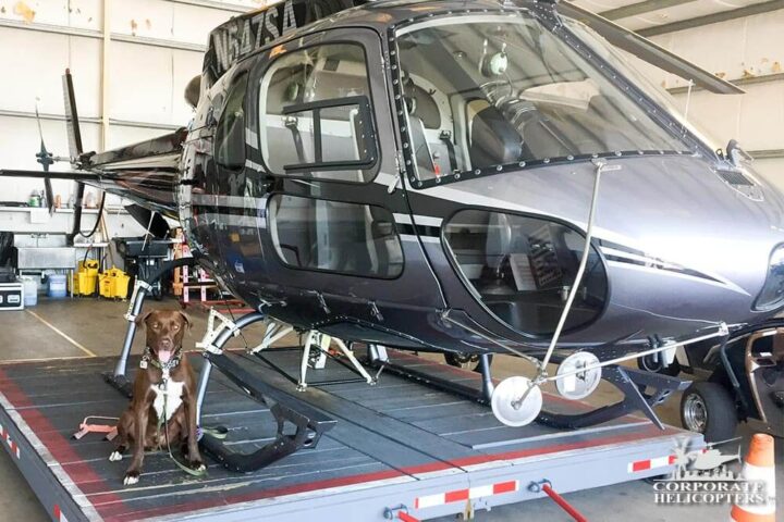 Blade the dog sits next to a helicopter