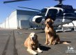 Dogs Maverick & Sophie pose in front of a helicopter on an airfield