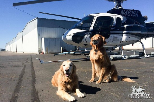 Dogs Maverick & Sophie pose in front of a helicopter on an airfield