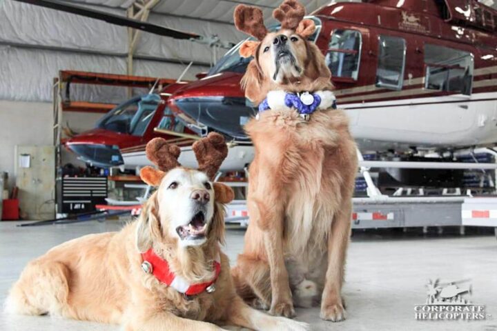 Two golden retrievers pose with Christmas antlers on their heads in a helicopter hangar
