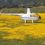 2002 Robinson R44 Raven I helicopter landed in the middle of a field of yellow wildflowers
