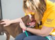 A Humane Society volunteer and a pit bull
