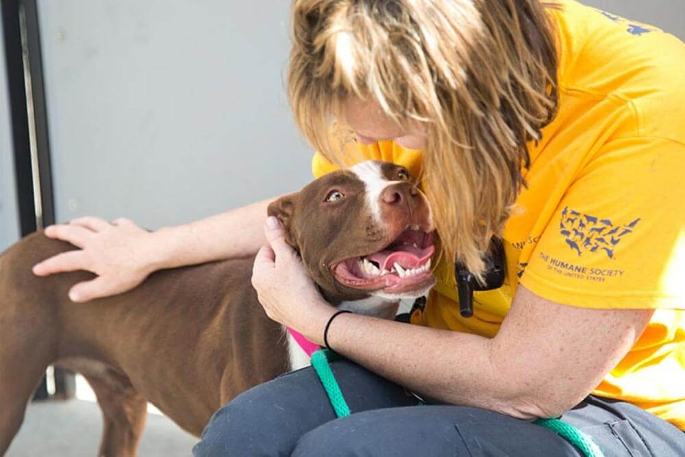 A Humane Society volunteer and a pit bull